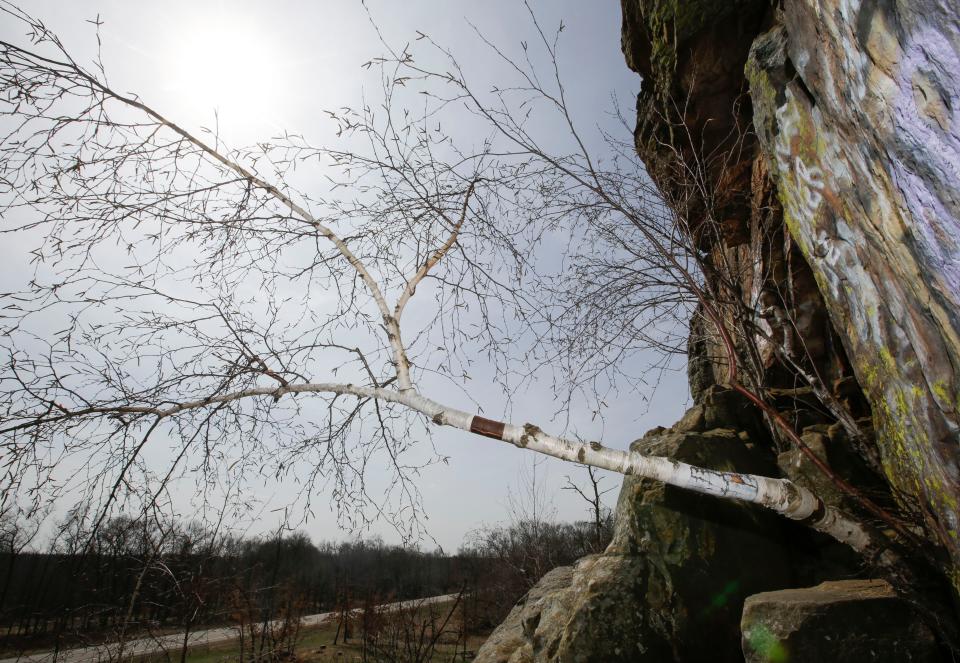 The oldest tree in Wisconsin is not a towering pine or a massive oak. It's a scrub of a tree growing unnoticed from the side of a cliff.