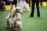 <p>An Afghan hound competes at the 142nd Westminster Kennel Club Dog Show at The Piers on eb. 12, 2018 in New York City. (Photo: Drew Angerer/Getty Images) </p>