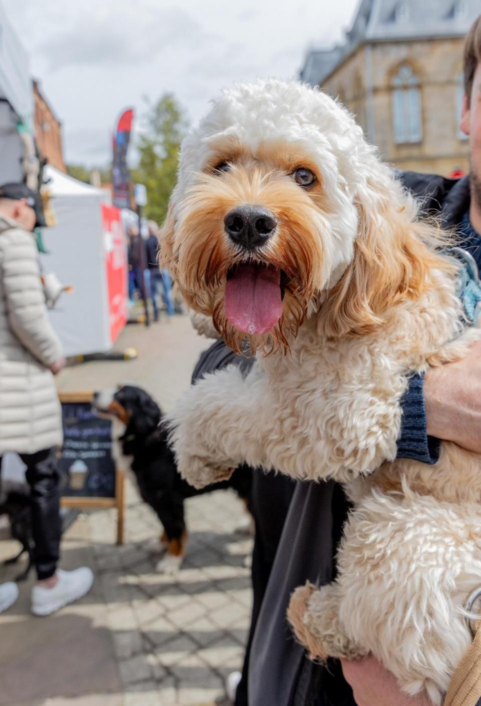 The Northern Echo: Dogs at Bishop Auckland Food Festival.