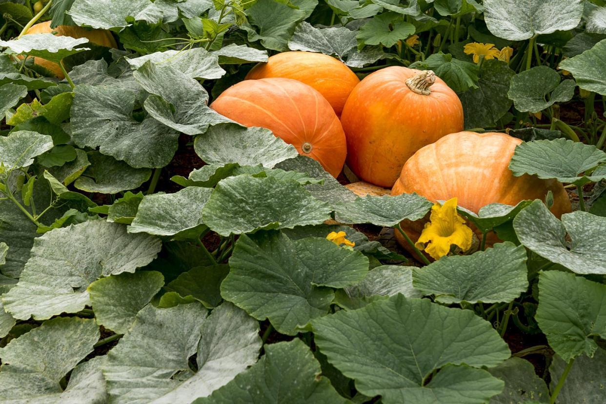 Growing pumpkins in my garden