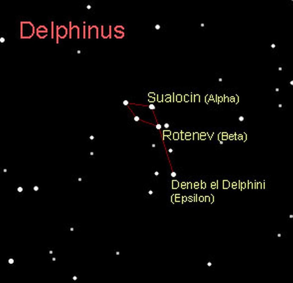 Delphinus