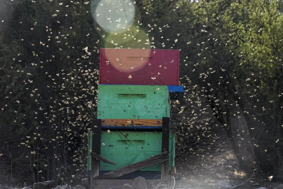 Abejas saqueando otra colonia en la granja apícola de Marco Peralta en Colina, alas afueras de Santiago, Chile, el domingo 30 de enero de 2022. Durante el ataque, una de las colonias suele sucumbir ante la otra. (AP Foto/Esteban Felix)