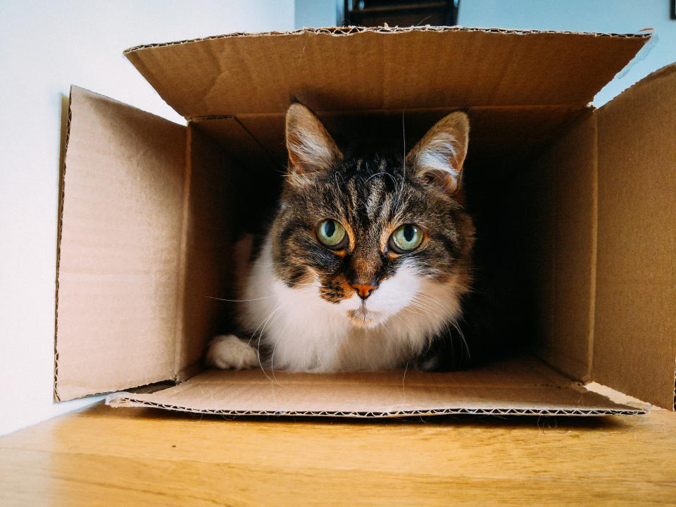 a cat inside the box