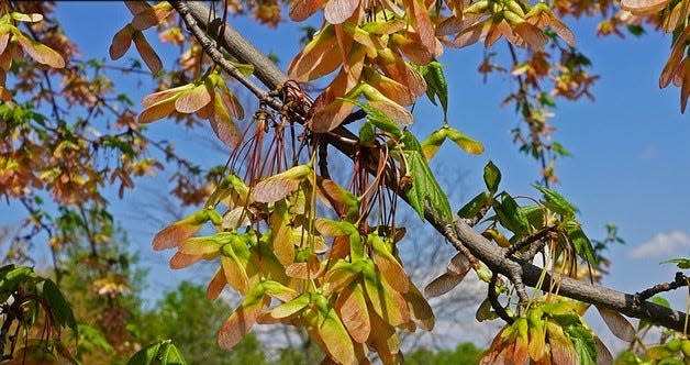 Many maples are experiencing heavier-than-normal seed production this year.