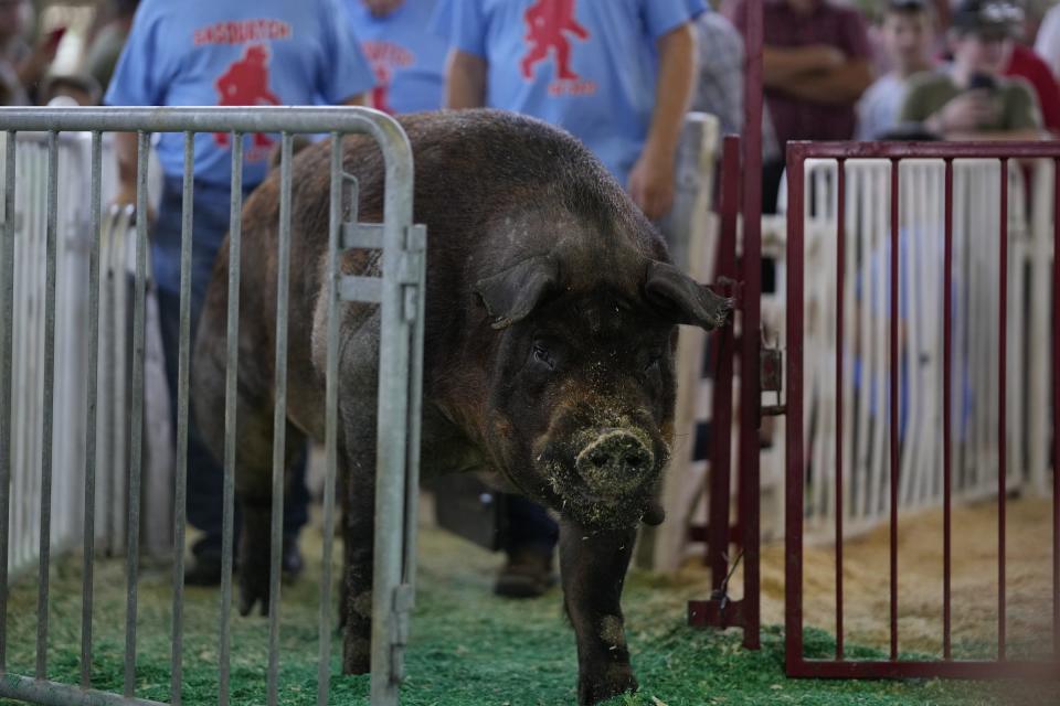 Sasquatch, 2023's Big Boar champion, enters the weigh-in ring.