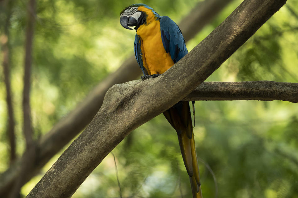 A blue-and-yellow macaw that zookeepers named Juliet perches on a branch outside the enclosure where captive macaws are kept, at BioParque in Rio de Janeiro, Brazil, Wednesday, May 5, 2021. Juliet is believed to be the only wild specimen left in the Brazilian city where the birds once flew far and wide. (AP Photo/Bruna Prado)