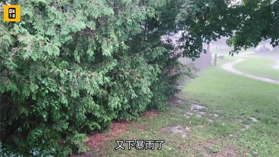 狂風暴雨也無懼！全身溼透、尾巴還滴水　萌柴堅持出門上廁所累癱爸