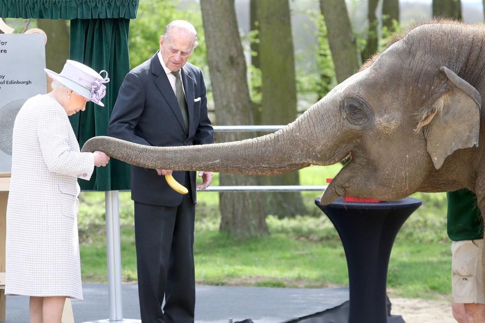 <p>Sie mag nicht nur Pferde: Bei einem Zoobesuch 2017 füttern Queen Elizabeth II und Prinz Philip die Elefantendame Donna. (Bild: Chris Jackson/Getty Images)</p> 