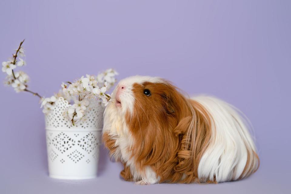 sheltie guinea pig