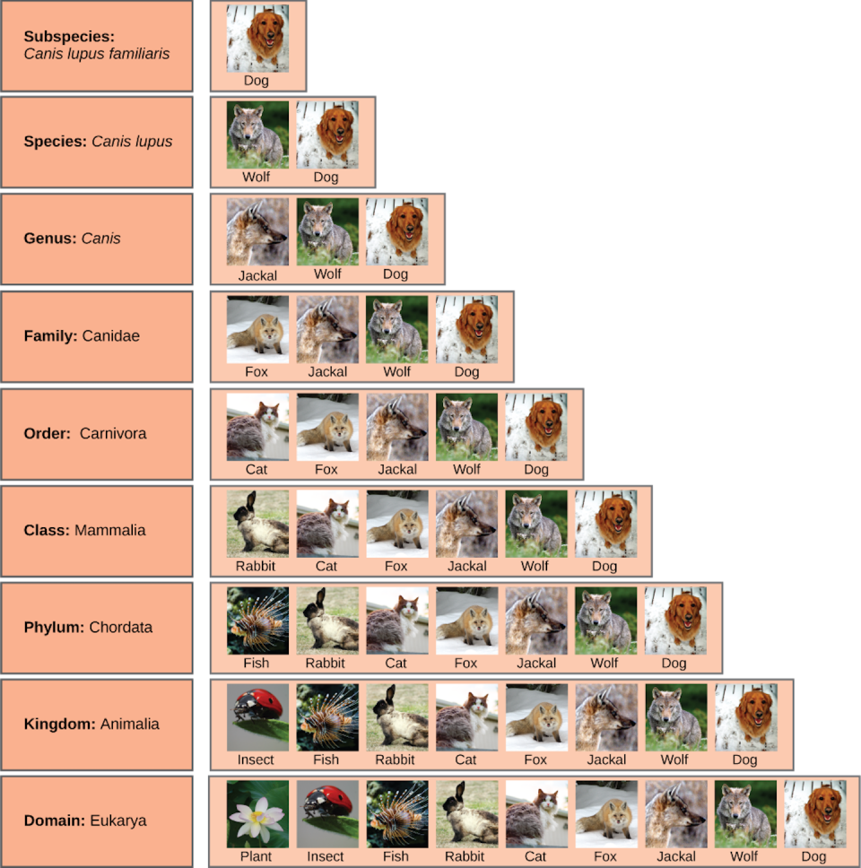 This graphic shows how biologists use taxonomy to name, describe and classify one subspecies, domesticated dogs (<em>Canis lupus familiaris</em>), and relate that subspecies to larger groups such as carnivores, mammals and animals. <a href="https://upload.wikimedia.org/wikipedia/commons/7/75/Figure_20_01_05.png" rel="nofollow noopener" target="_blank" data-ylk="slk:CNX Open Stax/Wikipedia;elm:context_link;itc:0;sec:content-canvas" class="link ">CNX Open Stax/Wikipedia</a>, <a href="http://creativecommons.org/licenses/by/4.0/" rel="nofollow noopener" target="_blank" data-ylk="slk:CC BY;elm:context_link;itc:0;sec:content-canvas" class="link ">CC BY</a>
