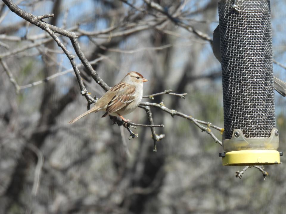 Chipping sparrow