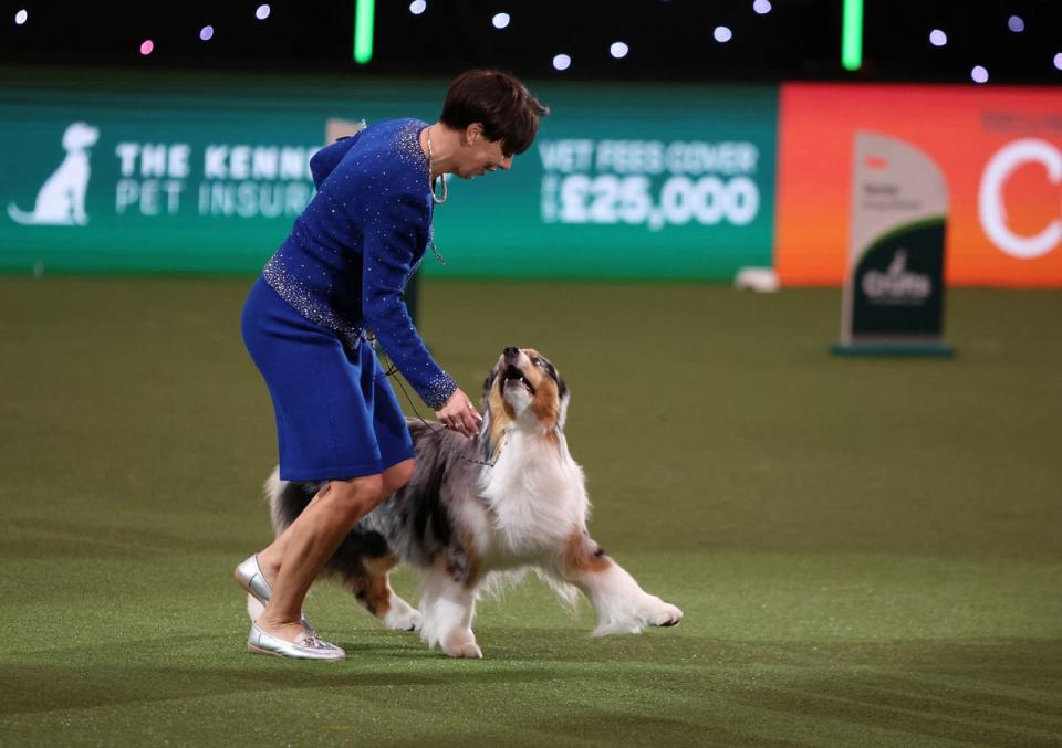 Handler Melanie Raymond and Australian Shepherd named Viking celebrate after winning the best in show (REUTERS)