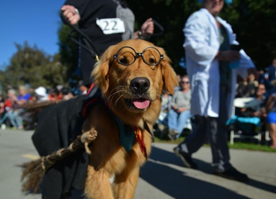 dog dressed as harry potter