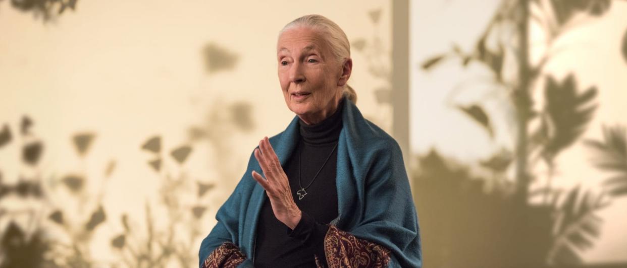 Imagine learning about conservation and animal behavior from Jane Goodall! (Photo: MasterClass)