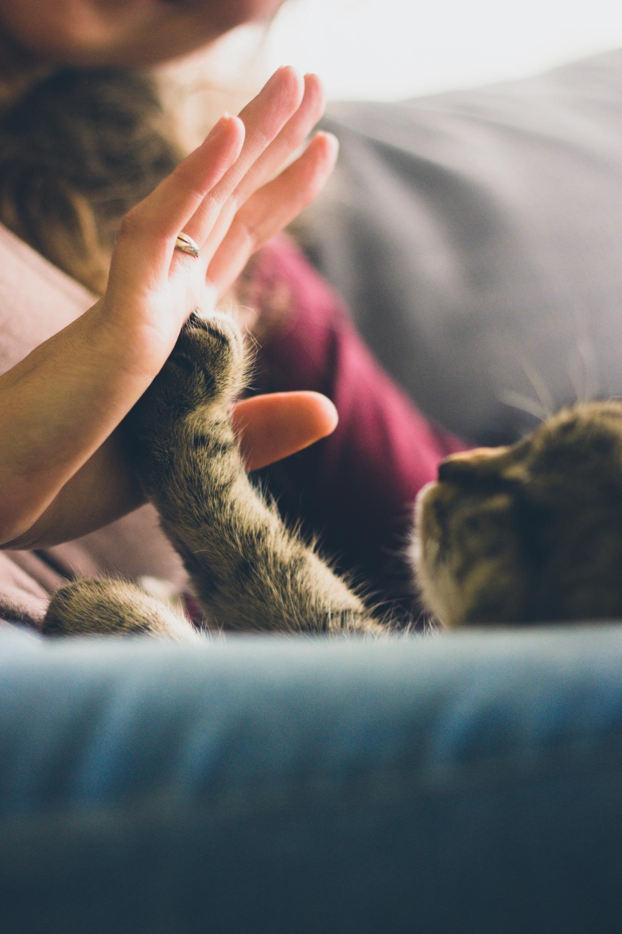 7 facts that everyone with ailurophobia wants you to know