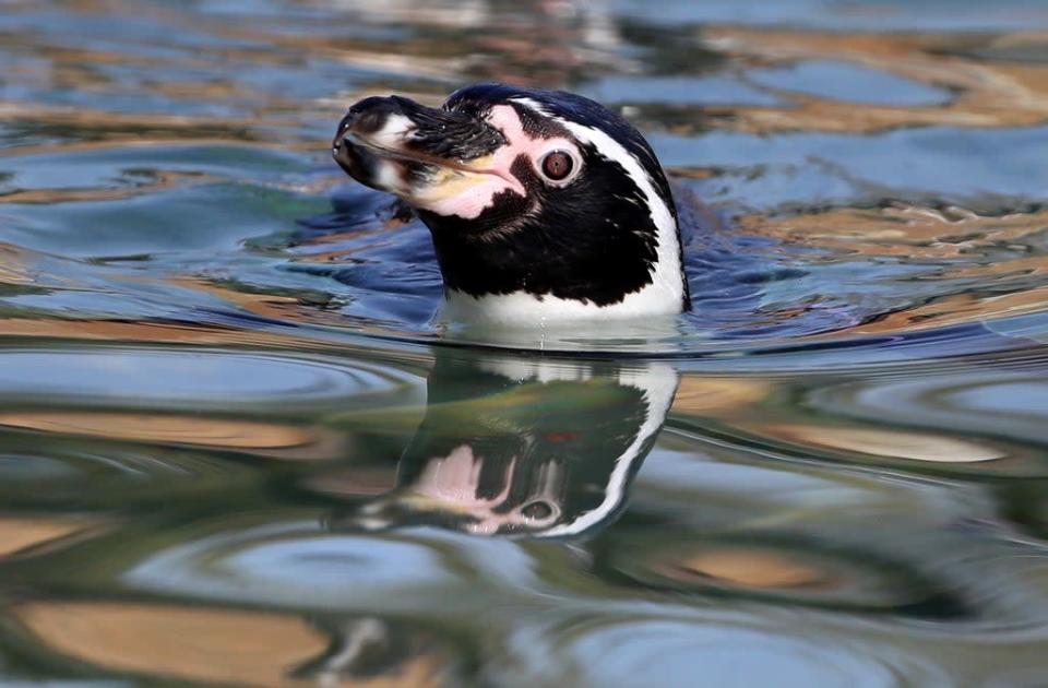 A Humboldt penguin swims in its pond (Andrew Milligan/PA) (PA Archive)