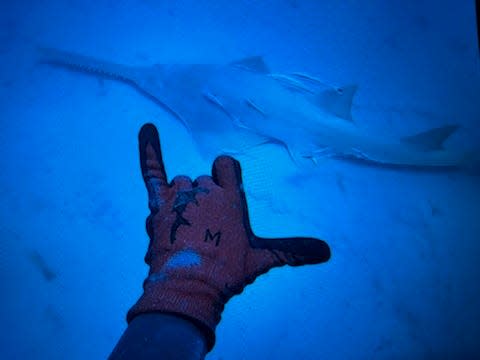 Julie Higgs of Port St. Lucie videoed two sawfish during a May 4, 2022 spearfishing trip near the Bull Shark Barge off St. Lucie Inlet.