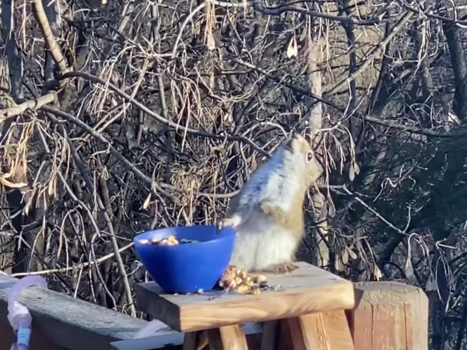 drunk squirrel