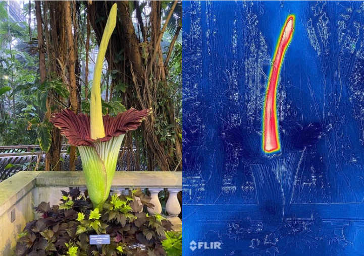 Corpse flower at the United States Botanical Garden next to a thermal image of the plant showing its energy build up. (United States Botanical Garden)