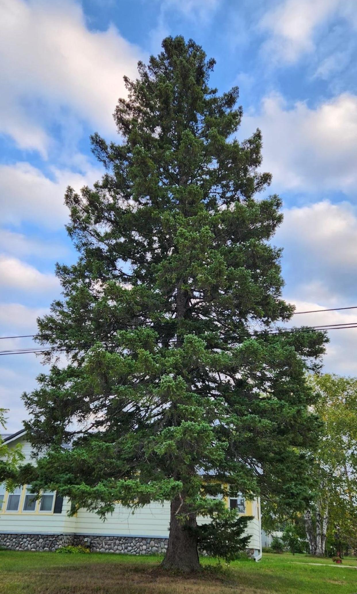 Onaway resident Vic Ruppert and his family have donated the 60-foot spruce in honor of his late wife, Shirley Ruppert.