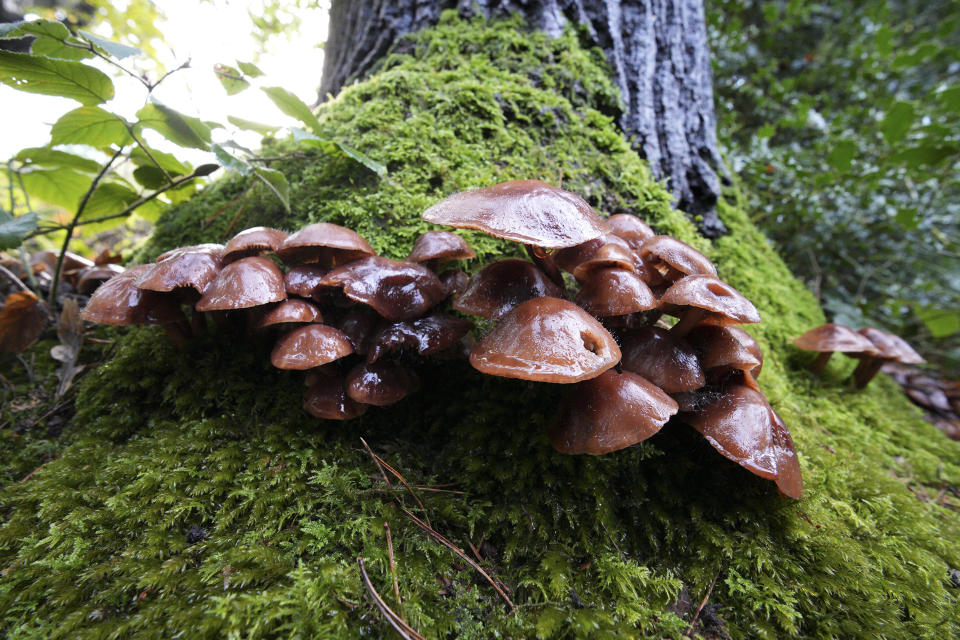 Closeup of mushrooms at the base of a mossy tree, taken with the Sigma 10-18mm f2.8 DC DN lens for APS-C mirrorless