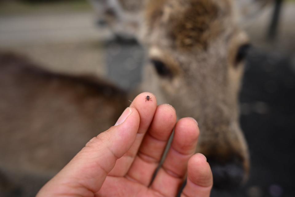 日本首次確認出現蜱蟲病人傳人病例！減少接觸野生動物/穿淺色長袖衣褲防被感染！