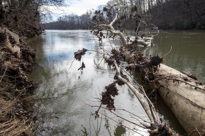 A downed tree along the waterfront in the Rocky Ripple neighborhood, Indianapolis, Tuesday, March 1, 2022, amid a current plan by the city to demolish 14 homes to make way for a proposed levee along the White River. 