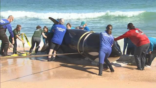 Newborn sperm whale calf strands on beach near Marineland