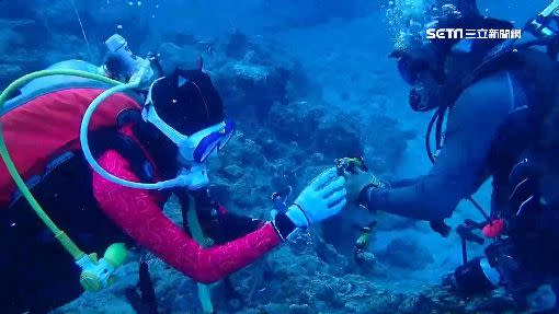 潛水客冒險想幫助小丑魚脫困。（圖／Mark＆Vivi提供）
