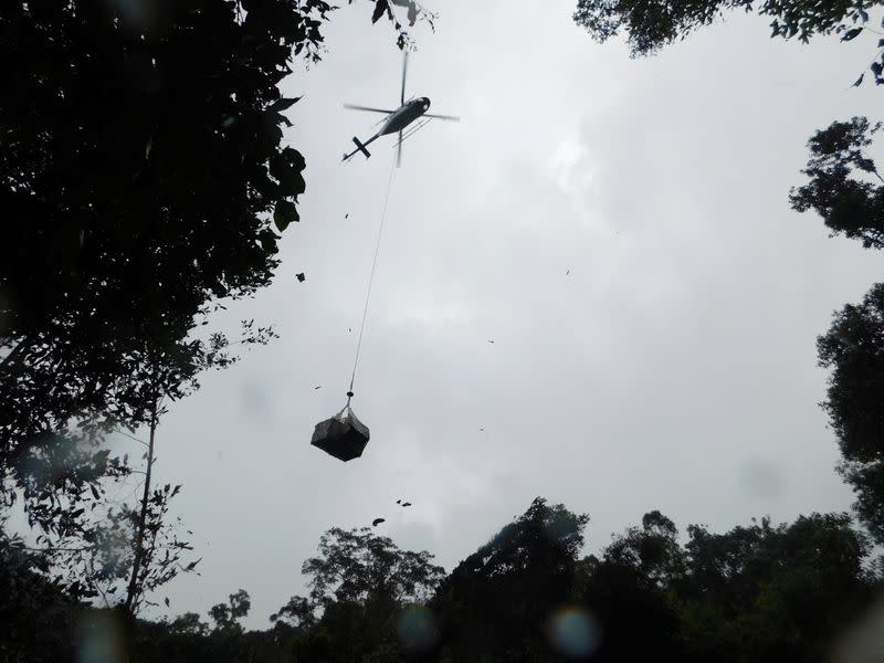 Orangutan released into the Borneo island