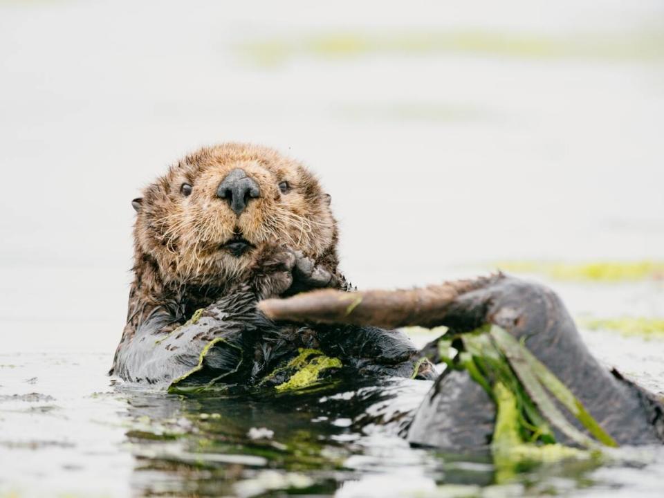 A sea otter floats off the coast of California. (Kiliii Yüyan Photography - image credit)