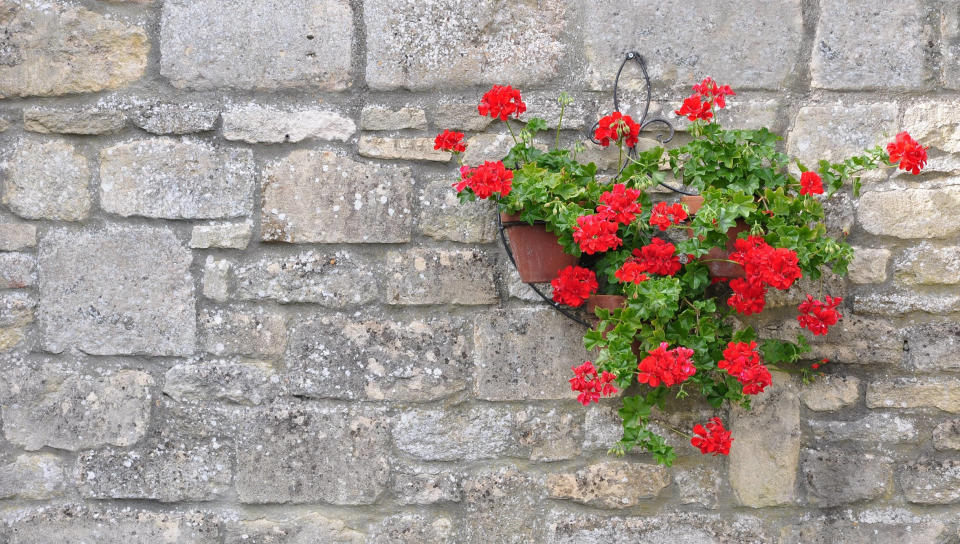 A hanging basket full of flowers