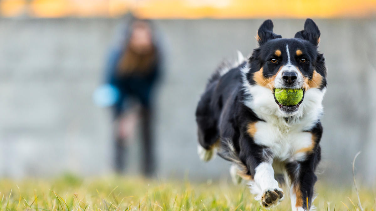 Dog owners! Here is one surprising thing you should hold back on if you want better results from training