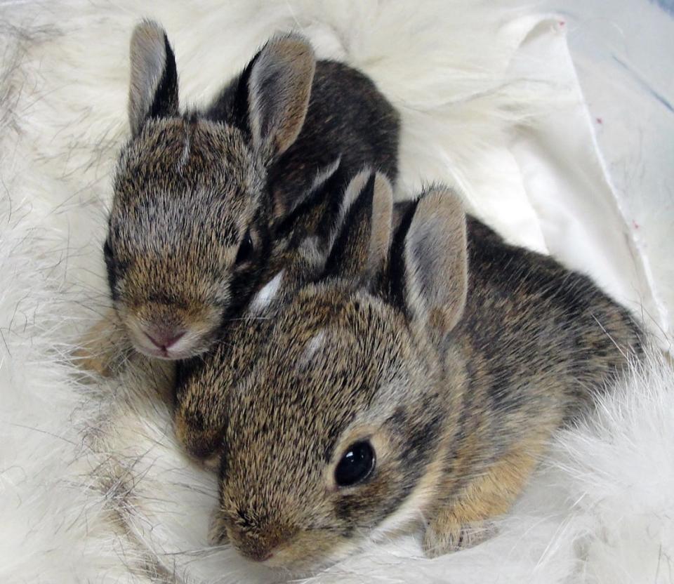 Two of the many orphaned bunnies that St. Francis Wildlife is raising now.