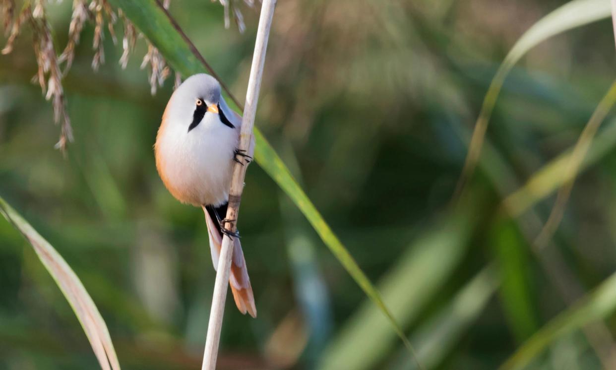 <span>A male bearded tit with its ‘harlequin-like markings’.</span><span>Photograph: Jerome Murray/Alamy</span>