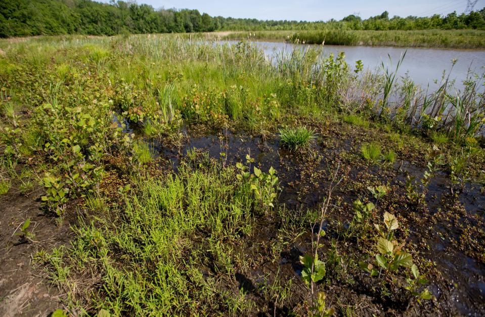 Wetlands restored by Ray McCormick on Thursday, May 20, 2021, on or near Vincennes land he owns. McCormick is a farmer and conservationist who opposed a 2021 law that stripped many wetlands protections to make room for Hoosier developers.