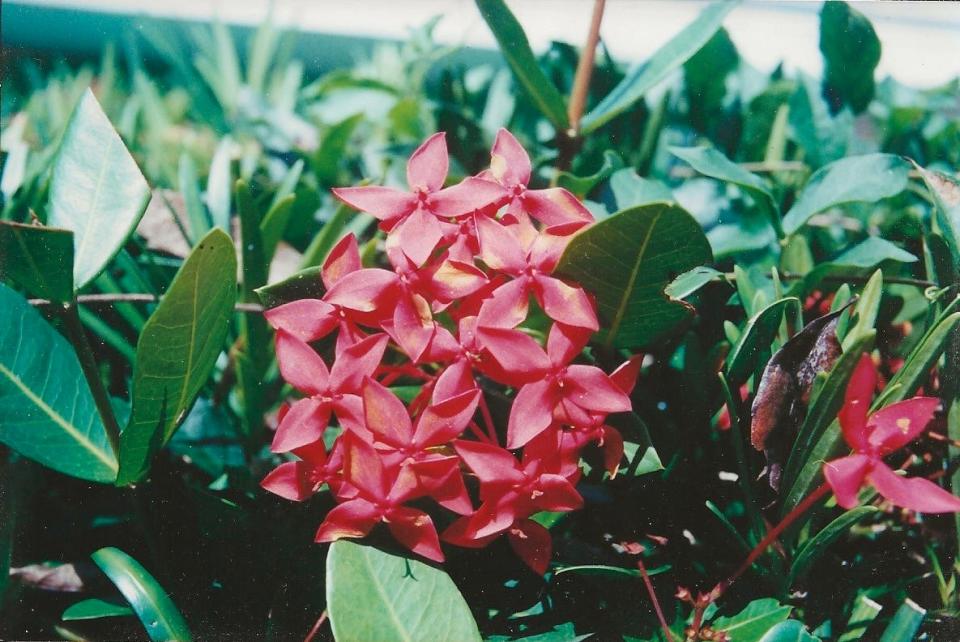 Ranging from 2 to 10 feet tall, free-flowering Ixora hybrids tolerate sun but prefer bright, filtered light.