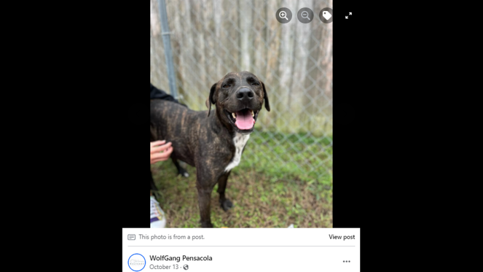 Gibson, a 4-year-old Lab mix, spent nearly 300 days in a Florida shelter before finding his forever home. WolfGang Pensacola via Facebook