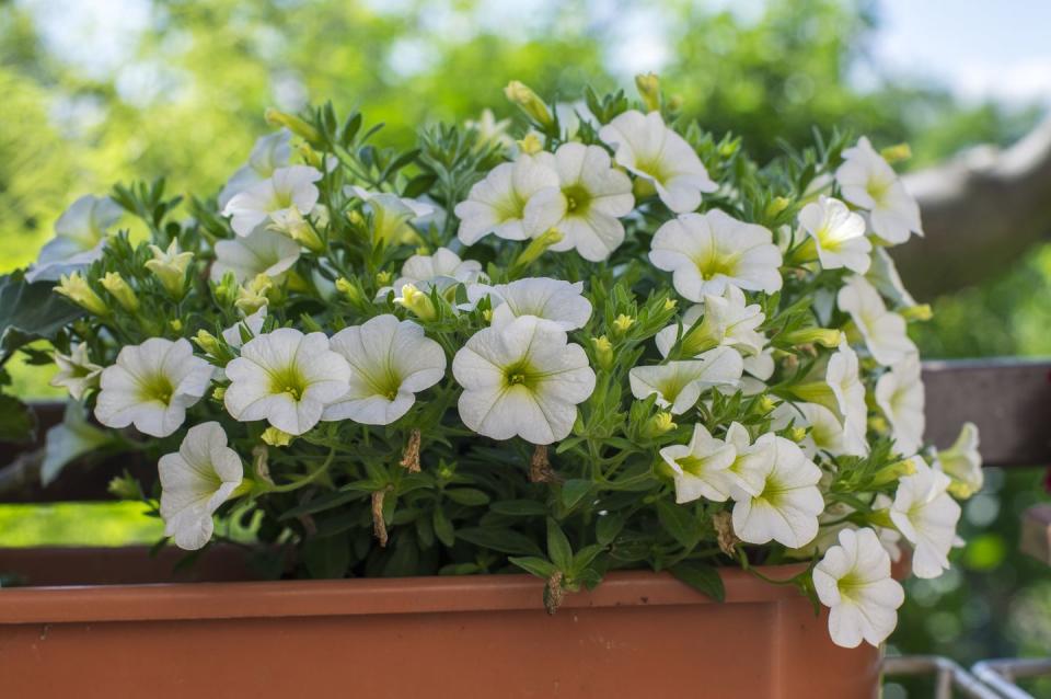 best white flowers calibrachoa