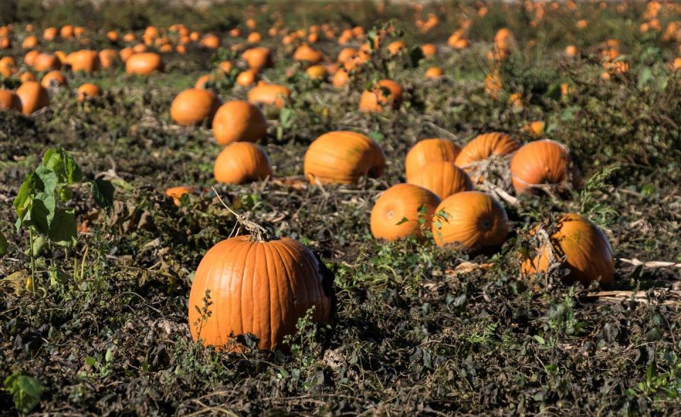 pumpkins in the field