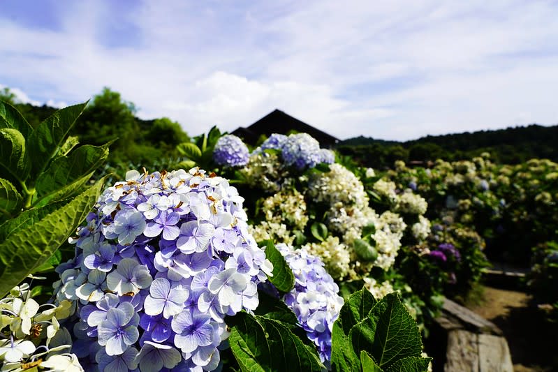 台北陽明山｜竹子湖「財福海芋田」