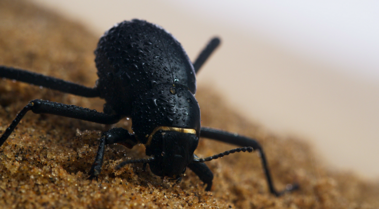 A darkling beetle (Credit: BBC)