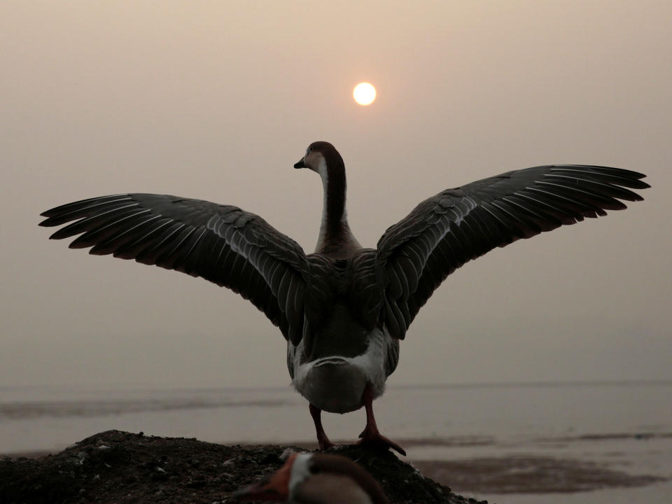 A swan in Kashmir