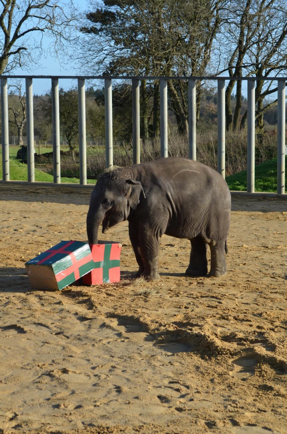 "Asian elephants are really inquisitive by nature, and these youngsters are no exception," said elephant keeper Lee Sambrook.