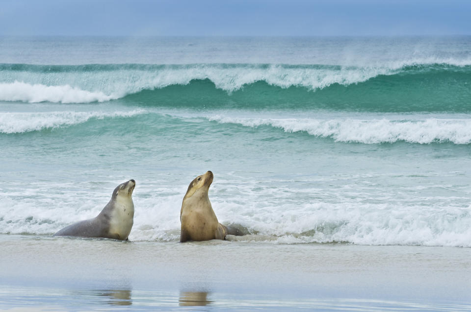 Sea lions on beach. Source: Getty Images