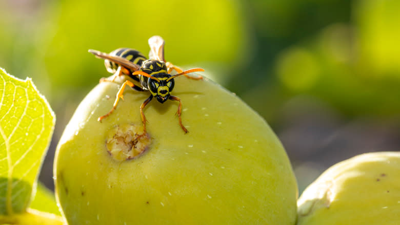 Wasp sitting on a fig