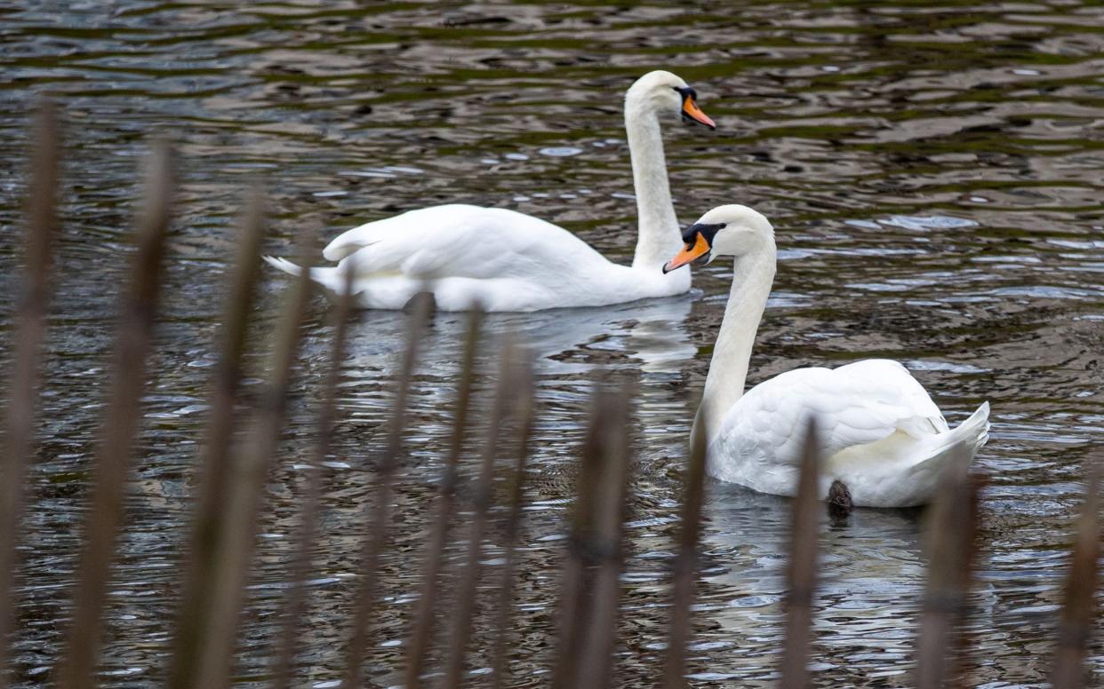 Swans were found swimming circles with blood pouring from their nostrils - AFP/Kurt Desplenter