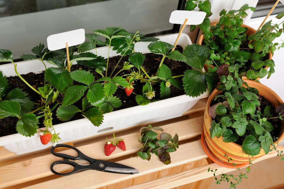 <p><a href="https://www.housebeautiful.com/uk/garden/plants/a27174654/vegetable-patch-grow-your-own-garden-trend/" rel="nofollow noopener" target="_blank" data-ylk="slk:Growing your own fruit & veg;elm:context_link;itc:0;sec:content-canvas" class="link ">Growing your own fruit & veg</a> is one of the biggest trends in recent years, something that’s only set to soar, but one barrier that many of us face is a lack of square meters. With small gardens becoming the new norm, it’s no surprise that ‘patio fruits’ are set to become the next big thing: think apples, apricots, blueberries and cherries. Place filled terracotta pots, metal buckets or wooden pallets in a sunny spot, water regularly and sit back.</p><p>According to Wyevale, sales of large fruit and veg varieties are up 59 per cent in the last two years, with giant strawberries, giant tomato ‘Gigantimo’ and giant chilli pepper ‘Big Jim’ the most popular sellers. The garden retailer also notes that hanging baskets are being transformed into miniature fruit and veg patches that both look good and taste good. </p>