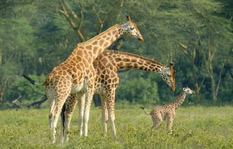 Rothschild’s giraffes - Credit: Getty