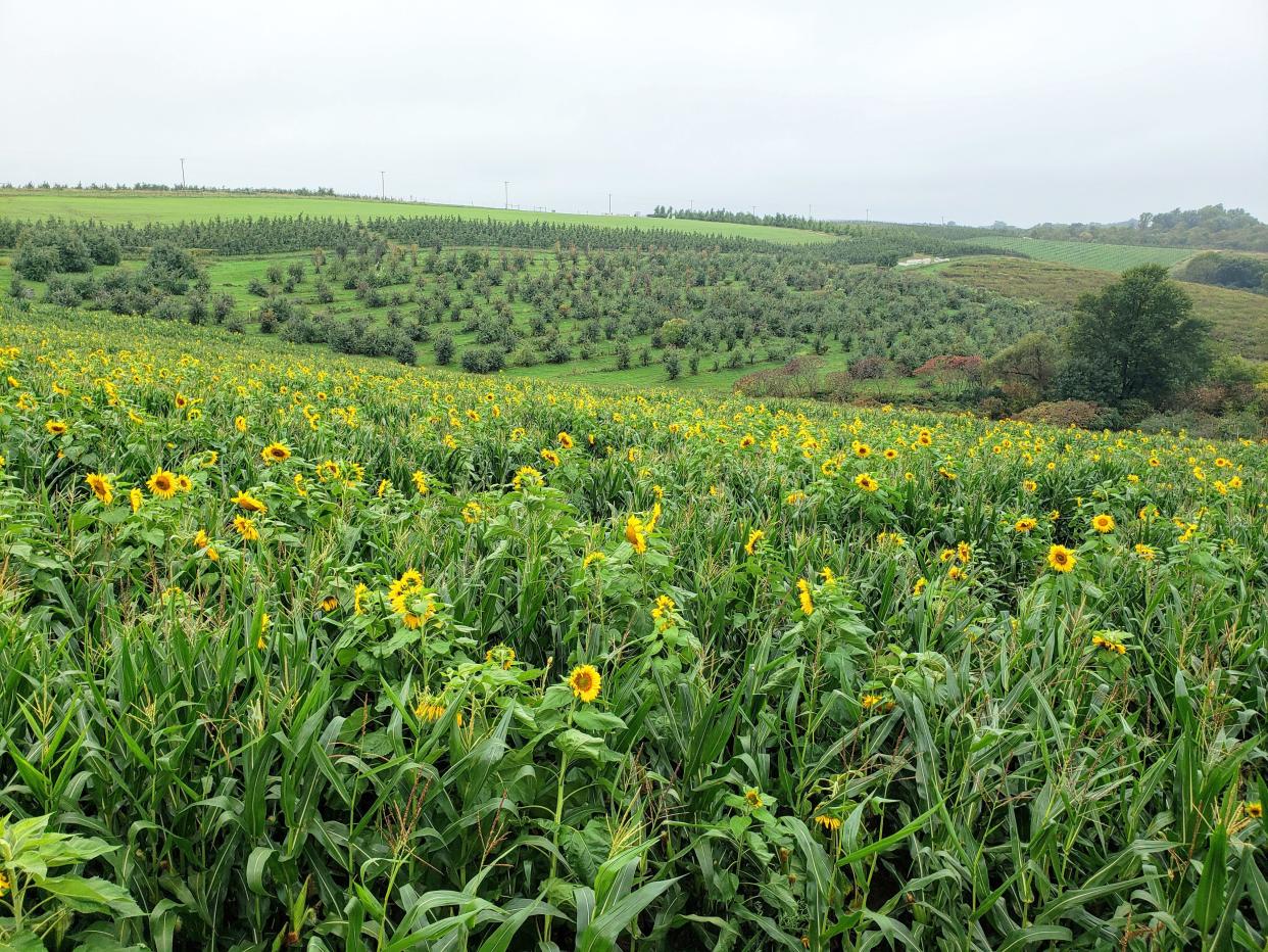 A sunflower field and apple orchard dot the hills around Kickapoo Orchard outside Gays Mills. 